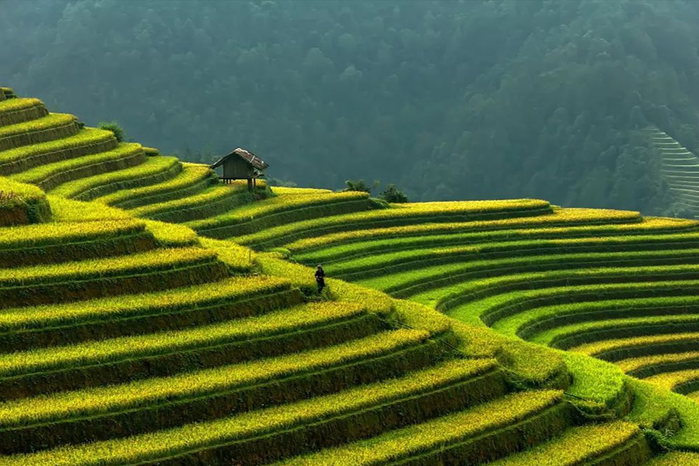Die beste Zeit für die goldene Reissaison in Nordvietnam