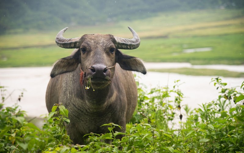 Wasserbuffel Vietnam