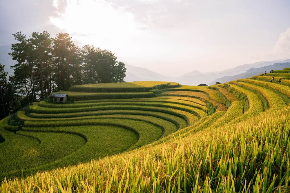 Goldene Reisterrassen in Mù Cang Chải