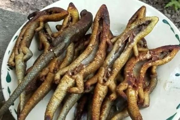 10 schreckliche vietnamesische Gerichte: von Blutwurst bis Maus than lan nuong gebratenner Lizard
