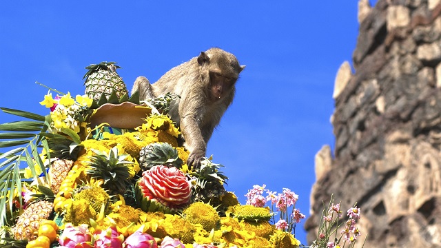 Lopburi Affen Bankett Festivals in Thailand