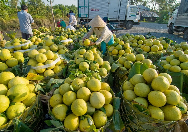 Pomelo, Früchte Vietnam