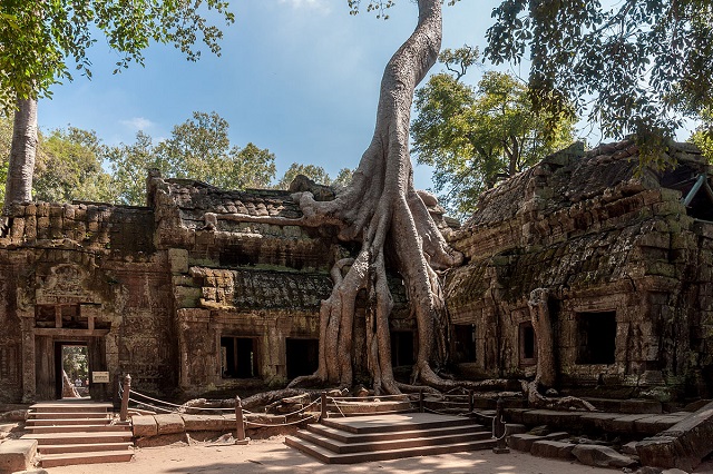 Ta Prohm Siem Reap Tempel